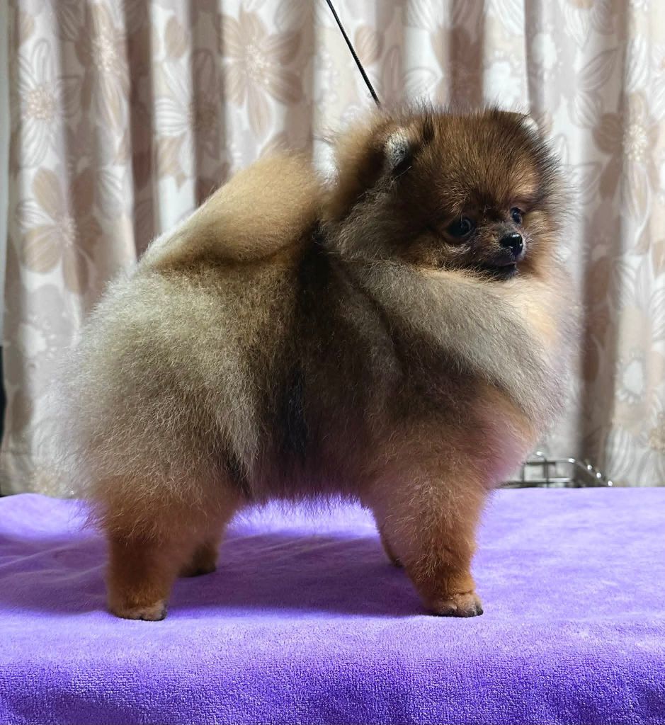 ac dynasty Jp show scene