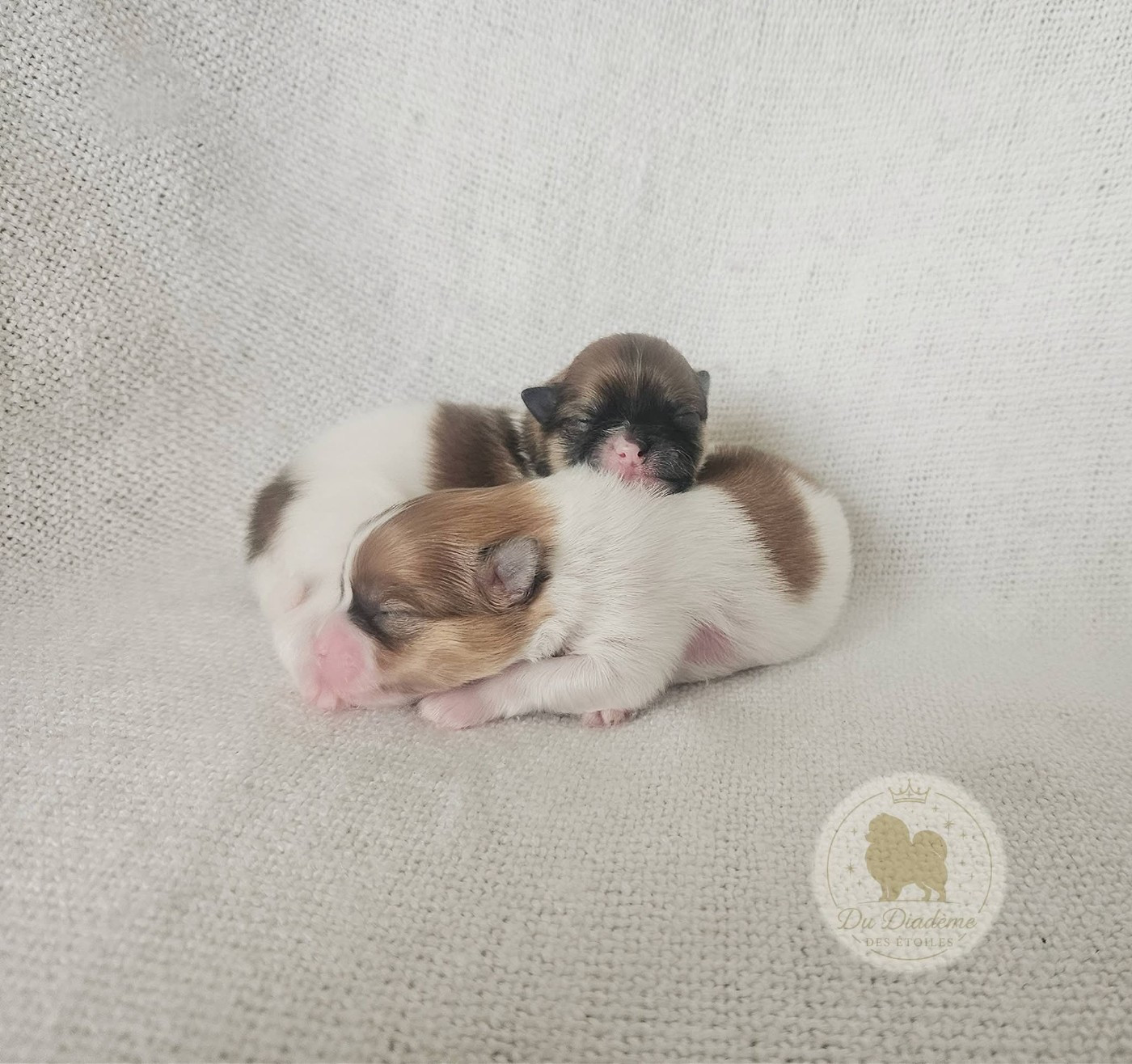 Premiers souffles d'Étoiles
