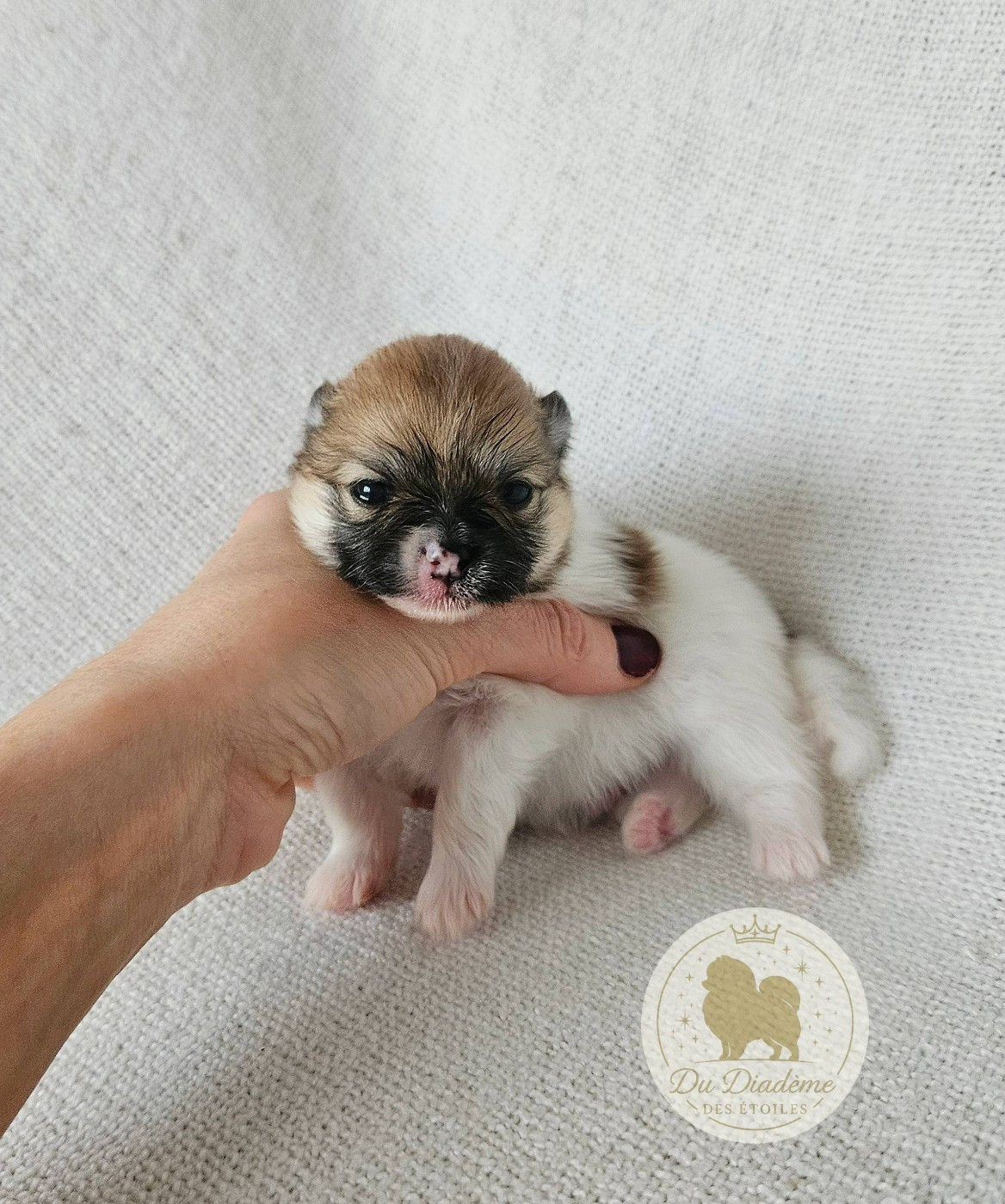 Du Diademe Des Etoiles - Chiots disponibles - Spitz allemand