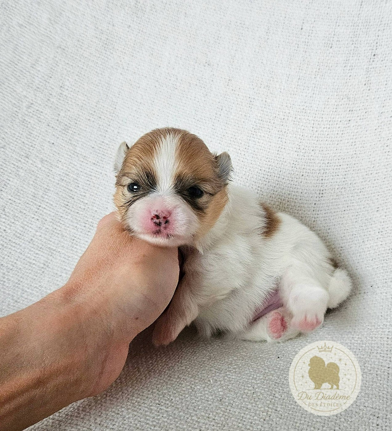 Du Diademe Des Etoiles - Chiots disponibles - Spitz allemand