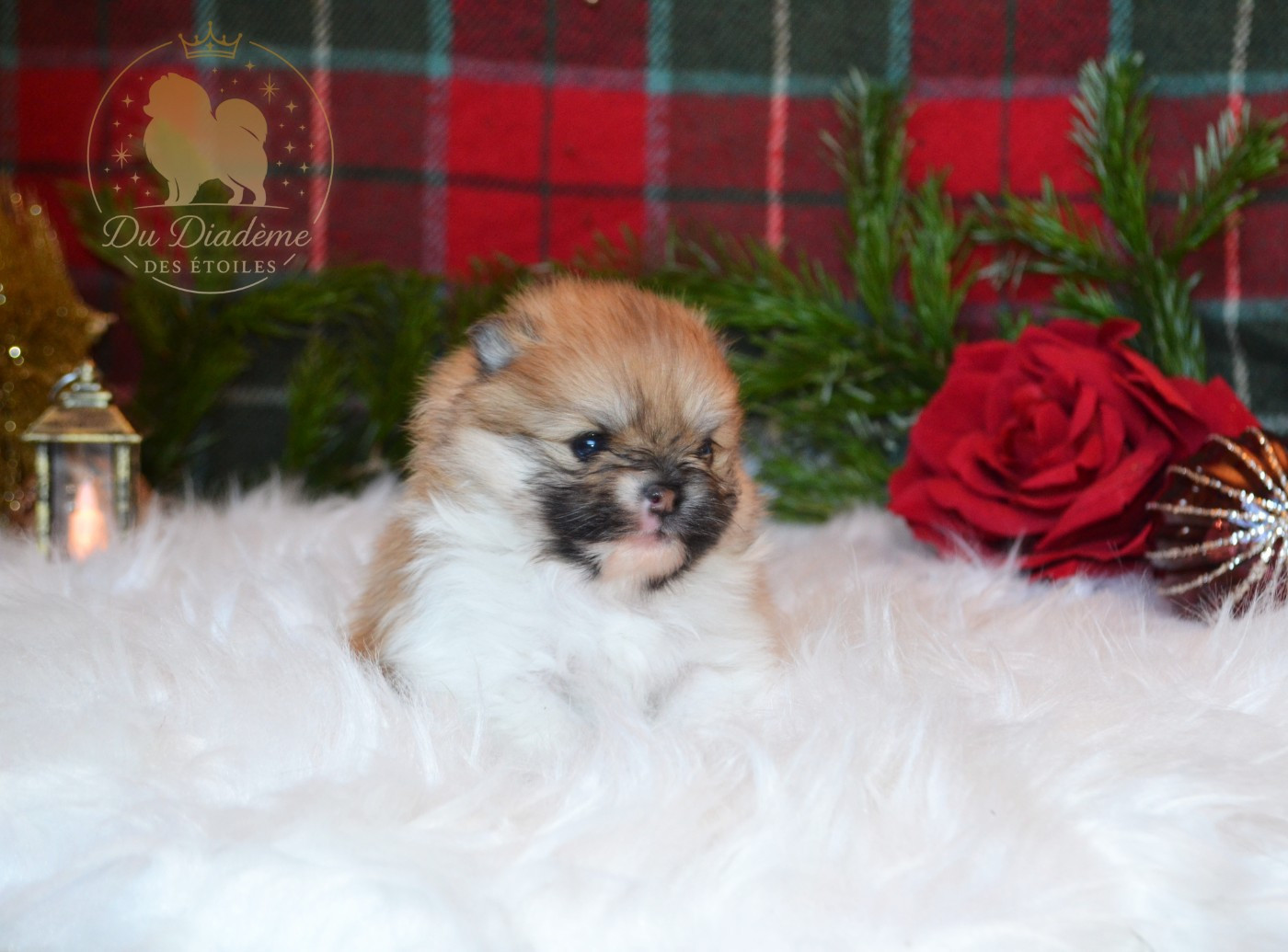 Du Diademe Des Etoiles - Chiots disponibles - Spitz allemand