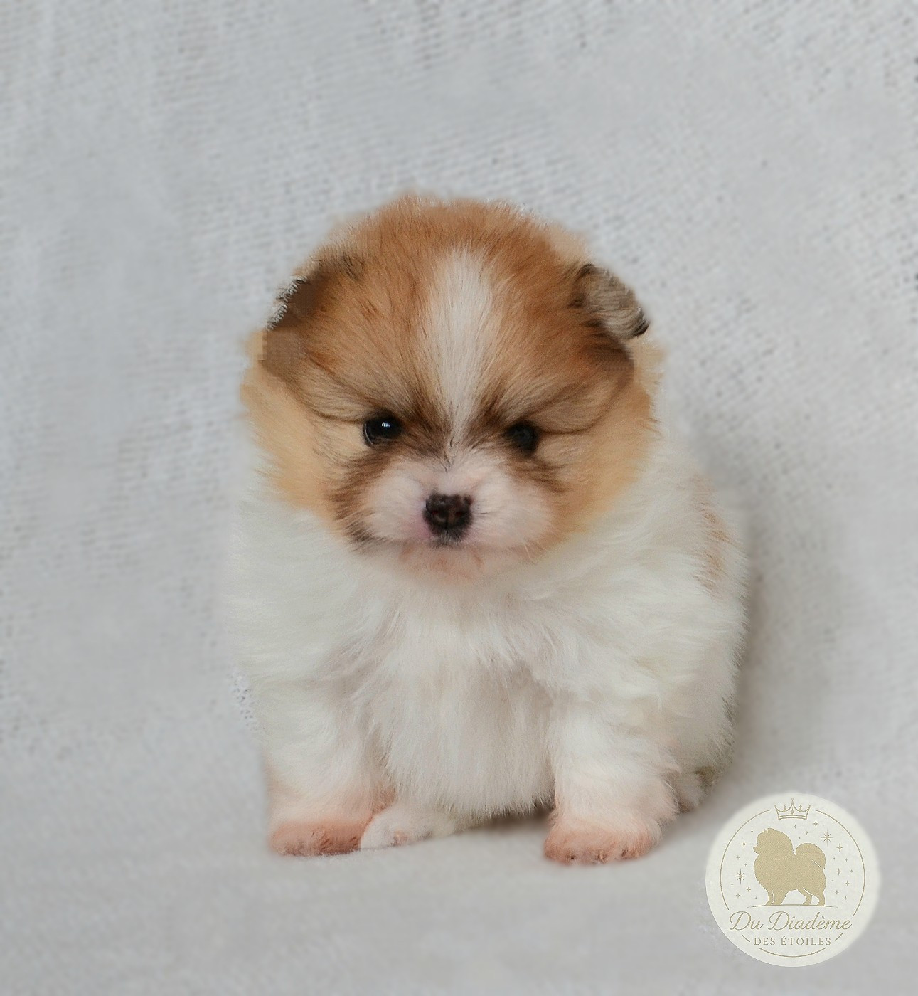 Du Diademe Des Etoiles - Chiots disponibles - Spitz allemand