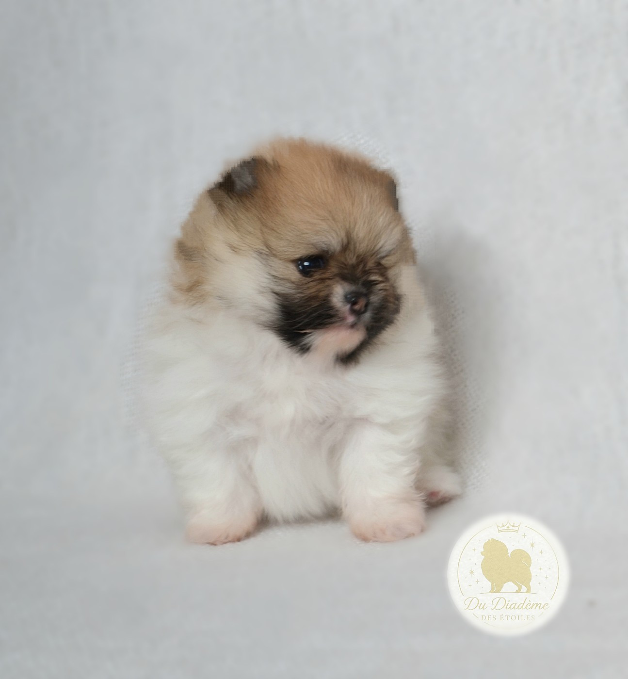 Du Diademe Des Etoiles - Chiots disponibles - Spitz allemand