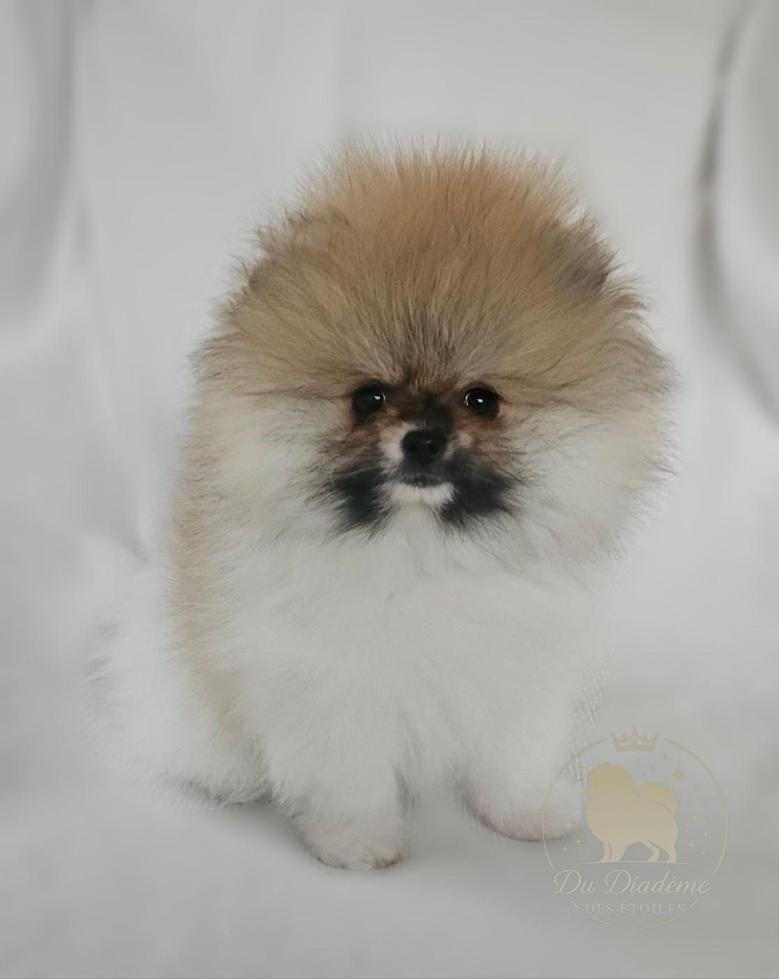 Du Diademe Des Etoiles - Chiots disponibles - Spitz allemand