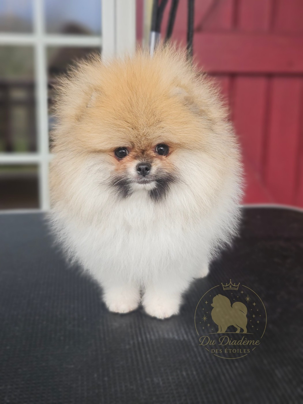 Du Diademe Des Etoiles - Chiots disponibles - Spitz allemand