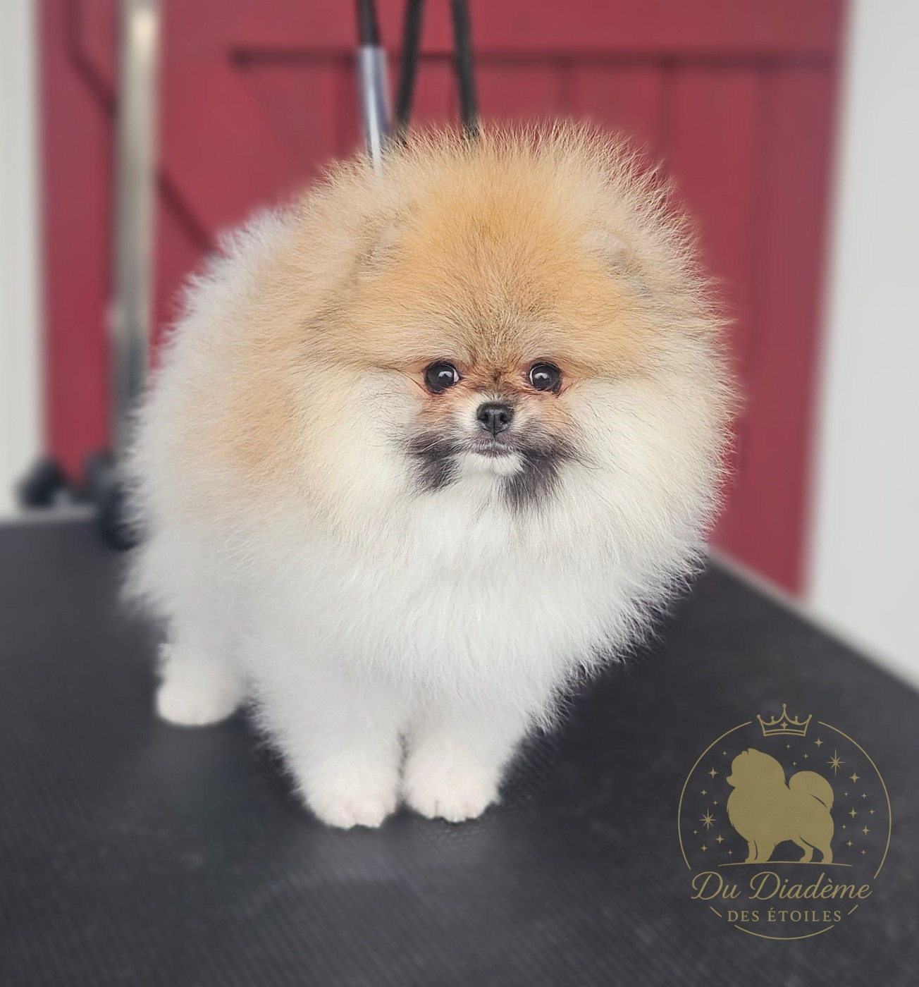 Du Diademe Des Etoiles - Chiots disponibles - Spitz allemand