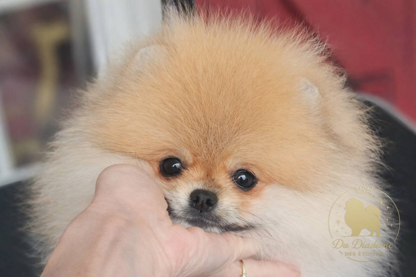 Du Diademe Des Etoiles - Spitz allemand - Portée née le 19/11/2025